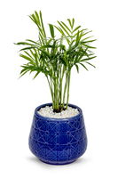 Chamaedorea Palm in a Designer Ceramic Pot